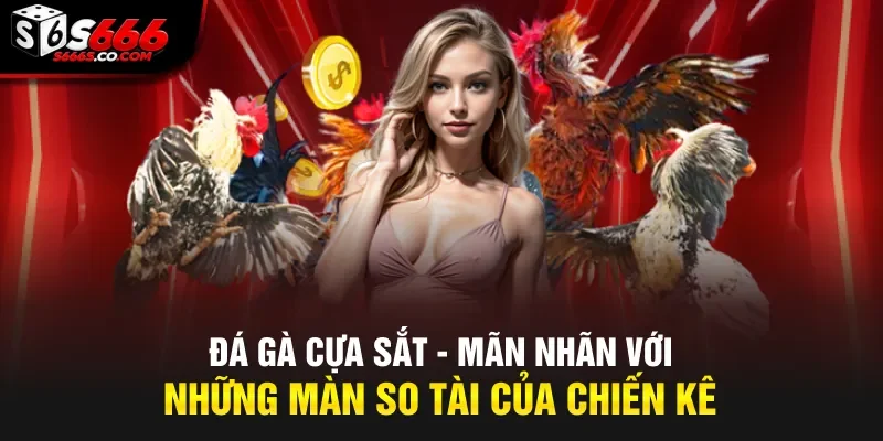 Đá Gà Cựa Sắt - Mãn Nhãn Với Những Màn So Tài Của Chiến Kê