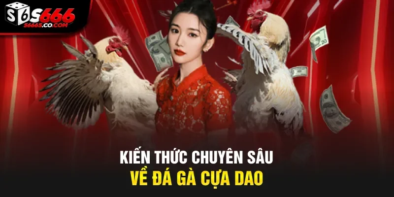 Kiến thức chuyên sâu về đá gà cựa dao