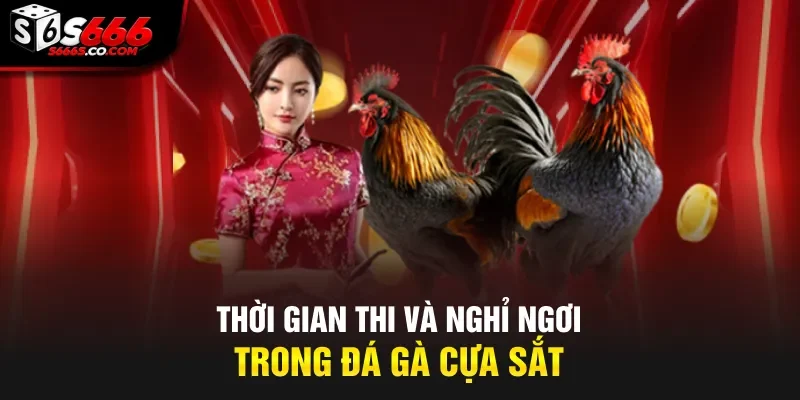 Thời gian thi và nghỉ ngơi trong đá gà cựa sắt